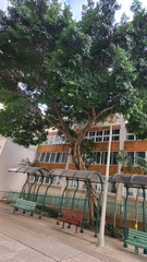 Ficus microcarpa