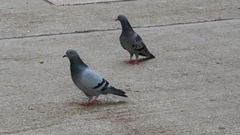 Columba livia domestica