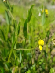 Crotalaria sagittalis