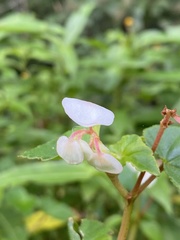 Ephemera
