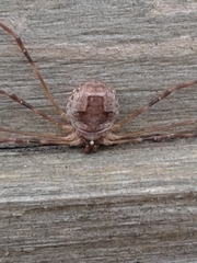 Leptobunus parvulus