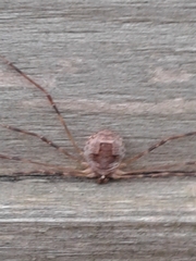 Leptobunus parvulus