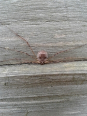 Leptobunus parvulus