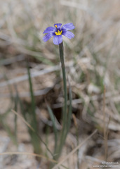 Sisyrinchium idahoense
