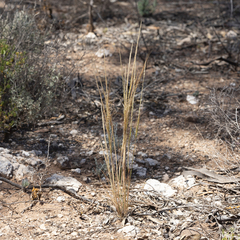 Austrostipa nitida