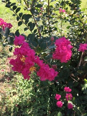 Lagerstroemia