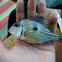Geophagus