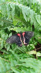 Papilio rumanzovia