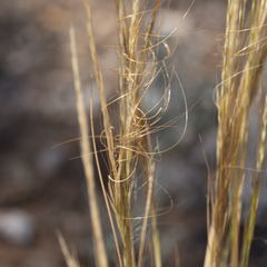 Austrostipa nitida