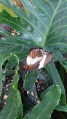 Hypolimnas monteironis