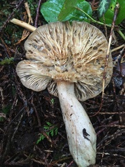 Lactarius kauffmanii