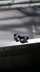 Hypolimnas monteironis