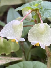 Hairy Begonia (Begonia hirtella)