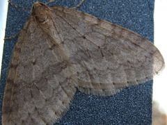 Operophtera brunnea