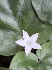 Geophila