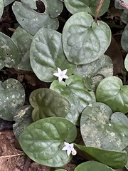 Geophila