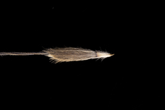 Austrostipa acrociliata