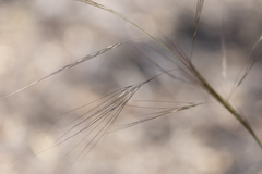 Austrostipa acrociliata