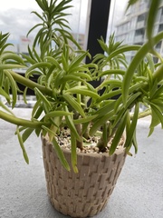 Peperomia ferreyrae