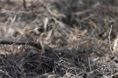 Austrostipa acrociliata