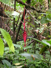 Heliconia pogonantha