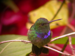 Polyerata rosenbergi