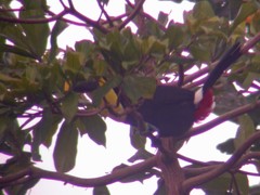 Ramphastos
