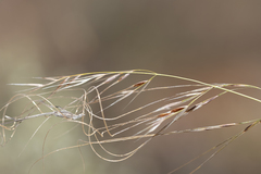 Austrostipa eremophila