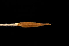 Austrostipa eremophila