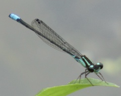 Acanthagrion lancea