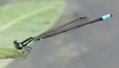 Acanthagrion lancea