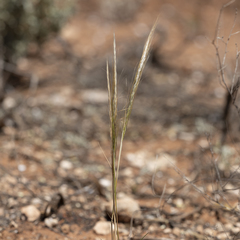 Austrostipa nitida