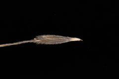 Austrostipa acrociliata