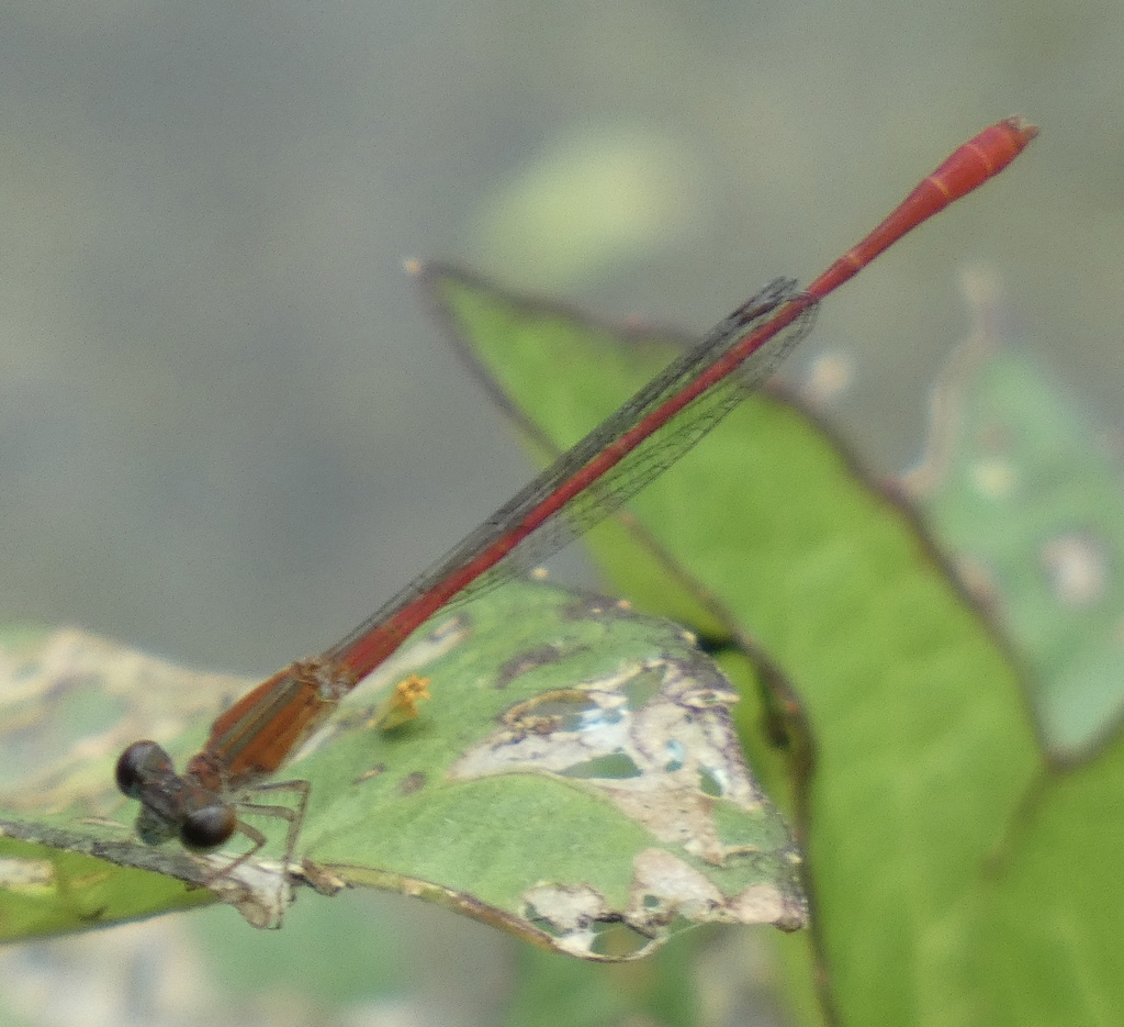 Coralline Firetail