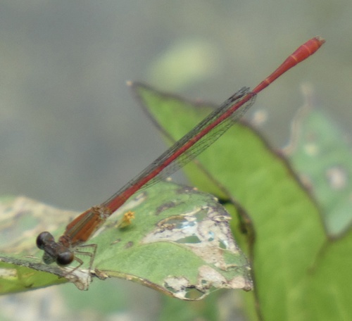 Coralline Firetail