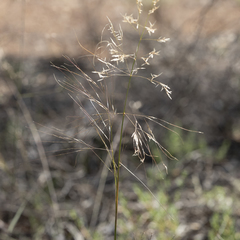Austrostipa acrociliata