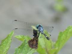 Nephepeltia phryne