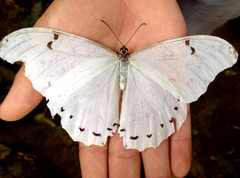 Morpho polyphemus