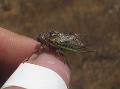 Chilecicada mapuchensis