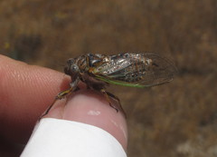 Chilecicada mapuchensis