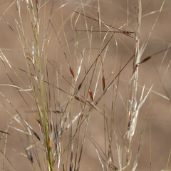 Austrostipa eremophila