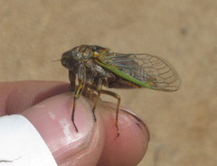 Chilecicada mapuchensis