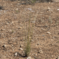 Austrostipa eremophila