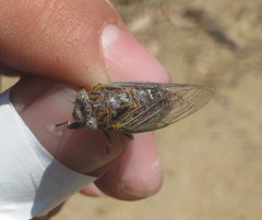 Chilecicada mapuchensis