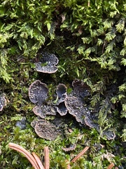 Peltigera lepidophora