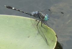 Micrathyria hesperis