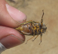 Chilecicada mapuchensis