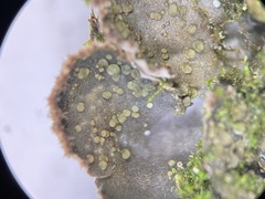 Peltigera lepidophora