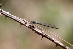 Coenagrion