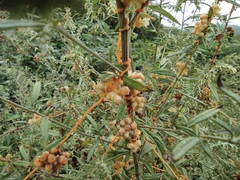Cuscuta chinensis